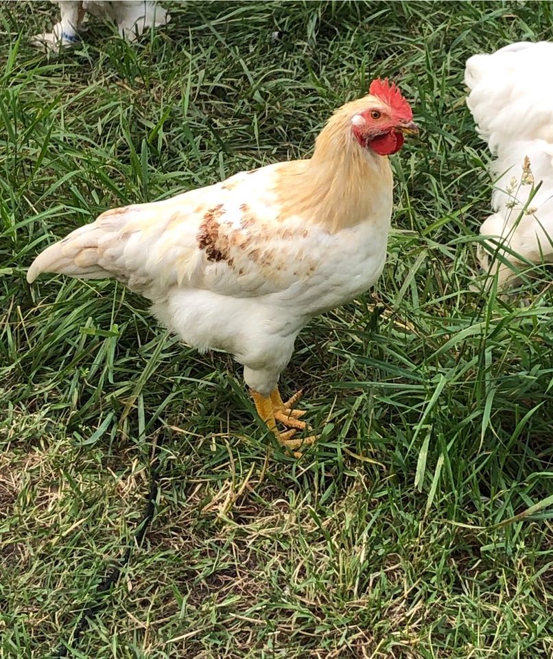 Jungtiere Lohmann braun , Leghorn LSL ( Hähne ) in Barby