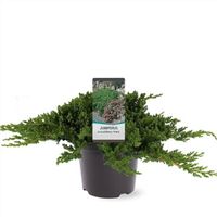 Niedriger Zwergwacholder Juniperus procumbens 'Nana' Bodendecker Nordrhein-Westfalen - Nordkirchen Vorschau