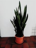 Bogenhanf (Sansevieria) Nordrhein-Westfalen - Altenbeken Vorschau