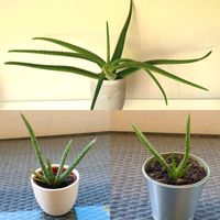 Aloe Vera Pflanzen (verschiedene Größen) Dresden - Cotta Vorschau