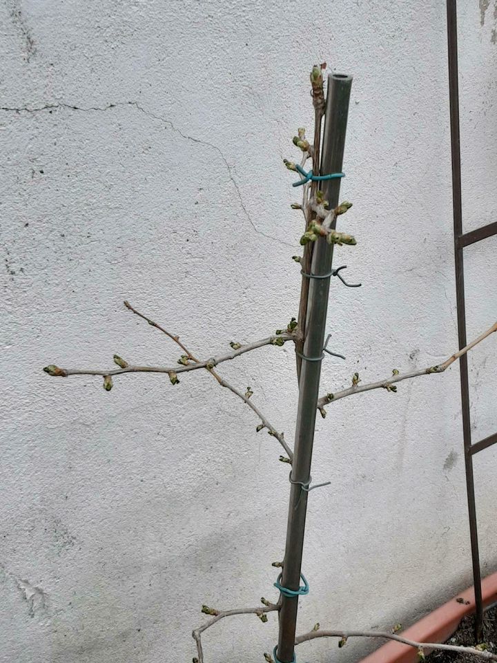 Gingkobäume*schon zu haben * in Lützen