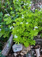 Waldmeister Ableger / Pflanze / Kräuter / Wildkräuter Kreis Pinneberg - Barmstedt Vorschau