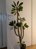 Madagaskar Juwel Spuckpalme Palme ca 140 cm Nordrhein-Westfalen - Eschweiler Vorschau
