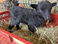 Ouessant Herdbuch Bock Deckbock Herdbuchbock Baden-Württemberg - Pfronstetten Vorschau