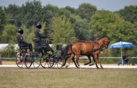 Drei erfolgreiche Welsh-Ponys / Welsh-Gespann Hessen - Büdingen Vorschau