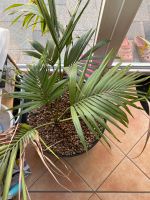 Areca Palme Büropflanze Zimmerpflanze Pflanze Arecapalme Brandenburg - Eichwalde Vorschau