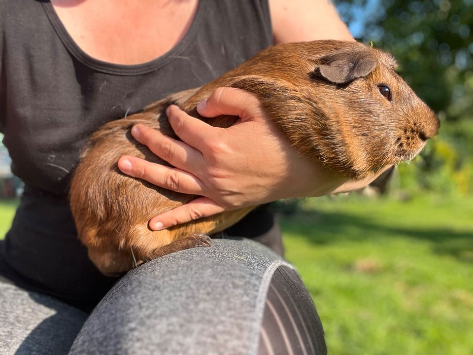 Cuy Meerschweinchen 2.100g ⭐️ ⭐️ ⭐️ in Klein Bünzow