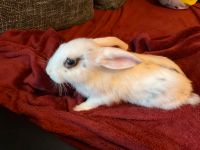 Super süße Halbriesen Kaninchen suchen liebevolles Zuhause Nordrhein-Westfalen - Remscheid Vorschau