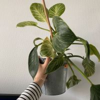 Philodendron birkin Thüringen - Sömmerda Vorschau