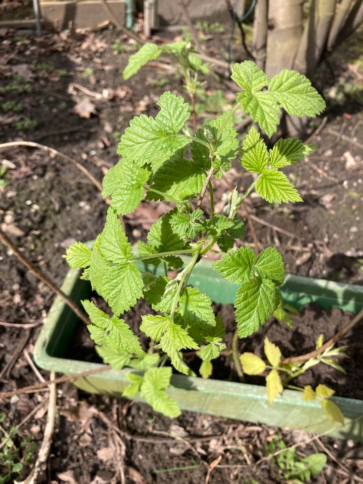 Ableger von dornenfreien Brombeeren aus meinem Garten in Bottrop