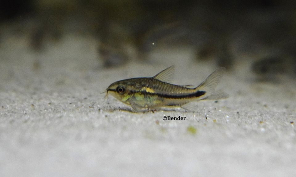 Corydoras pygmaeus in Langen (Hessen)