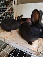 Kaninchen Kalifornier-Hase-Mischling Baden-Württemberg - Karlsruhe Vorschau