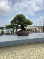 Bonsai Shohin Taxus cuspidata japanische Eibe Nordrhein-Westfalen - Alfter Vorschau