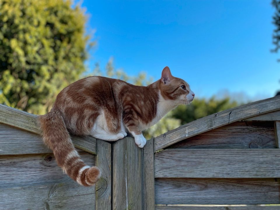 Garfield vermisst in Bremervörde in Bremervörde