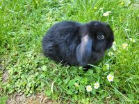 Bezaubernd süße Kaninchen Kinder suchen Dich ❤️ Baden-Württemberg - Bruchsal Vorschau