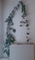 Wachsblume Porzellanblume Seidenpflanze Hoya carnosa Pflanze 3 Mitte - Tiergarten Vorschau
