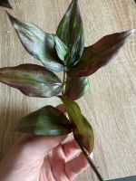 Tradescantia Purpusii Variegated Dark Purple Ableger Bayern - Würzburg Vorschau