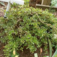 Teppichweide Salix simulatrix ,Pflanze für Steinbeet! Nordrhein-Westfalen - Hille Vorschau
