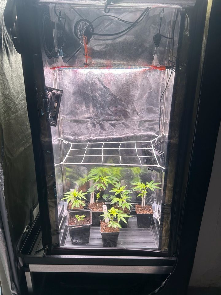 LED Growlights, The Jungle, Grow, Growbox, Dimmbar, 100-250W in Düsseldorf