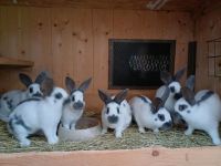 Kleinschecken,Hasen, Kaninchen zu verkaufen Thüringen - Schleid Vorschau