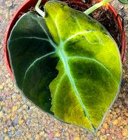 Alocasia Black Velvet Aurea - M67 Hessen - Obertshausen Vorschau