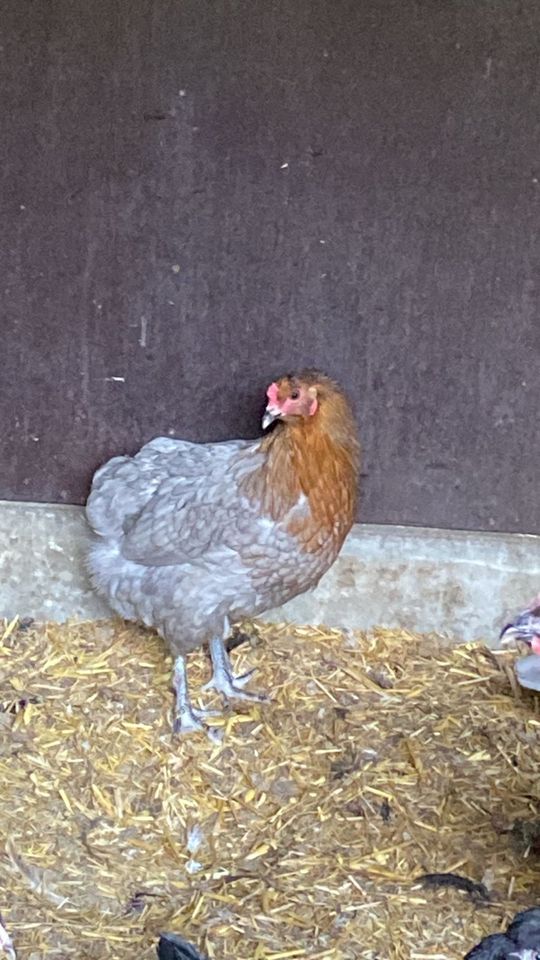 Rassehühner Vorwerk, Barnevelder Marans Bielefelder Henne Hühner in Niedert