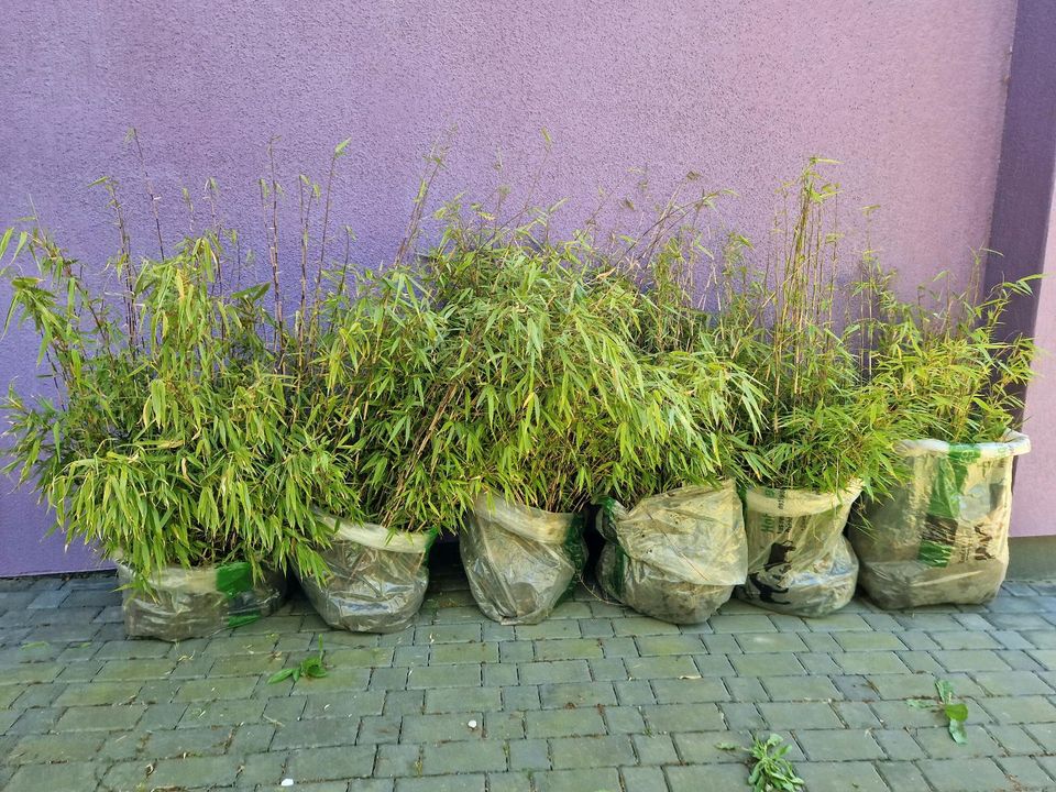 4 Bambuspflanzen bereits ausgegraben in Bremen