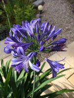 Agapanthus - immergrün Wiesbaden - Delkenheim Vorschau