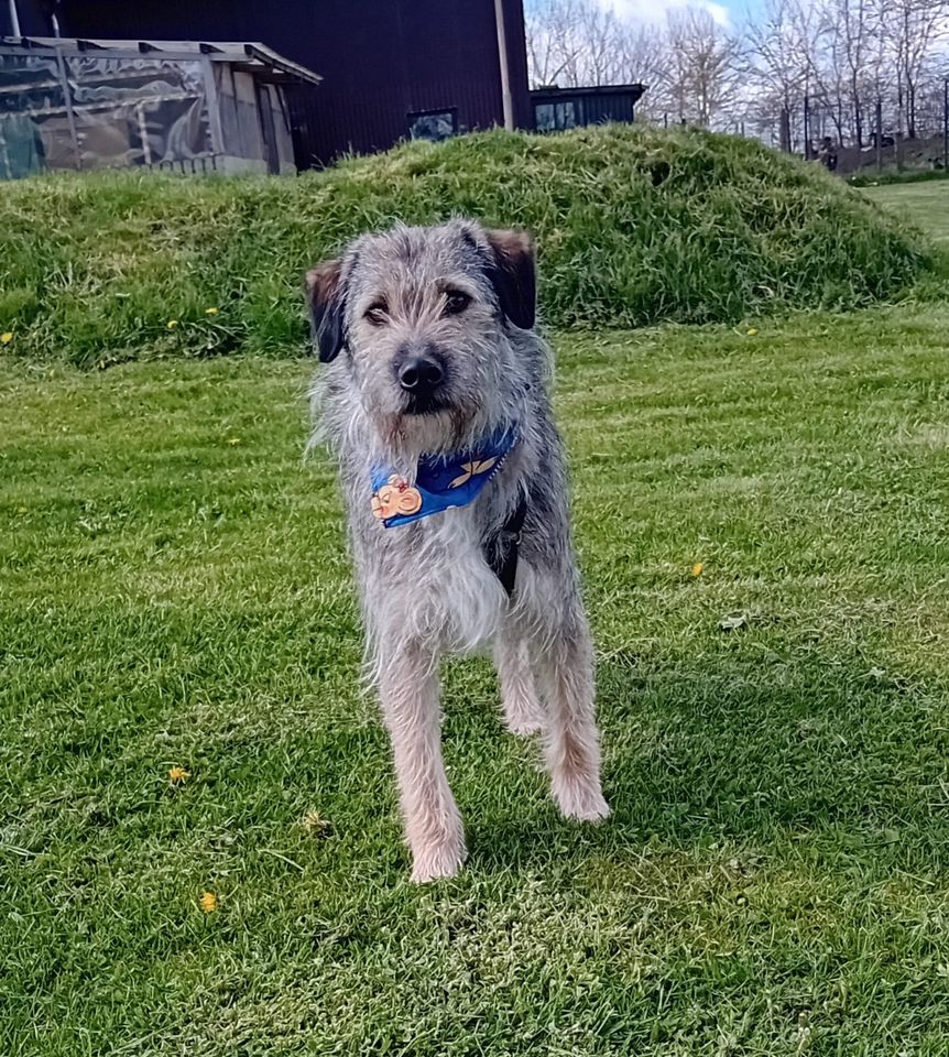 Der fröhliche Benji sucht seine Menschen in Lürschau