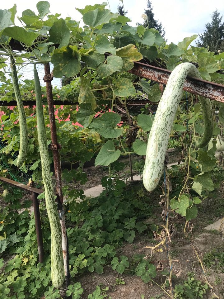 Schlangenkürbis(> 1m), flaschen kürbis 10 Samen in Ronneburg