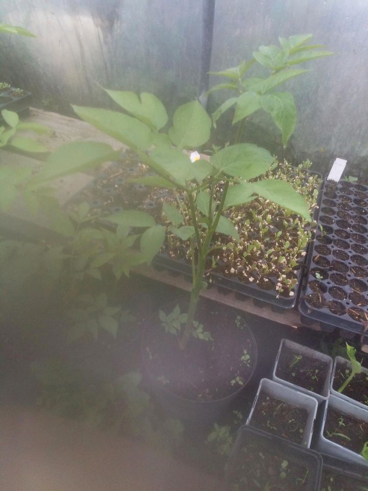 Aralia californica Staudenaralie staude Bienen Insekten in Beringstedt