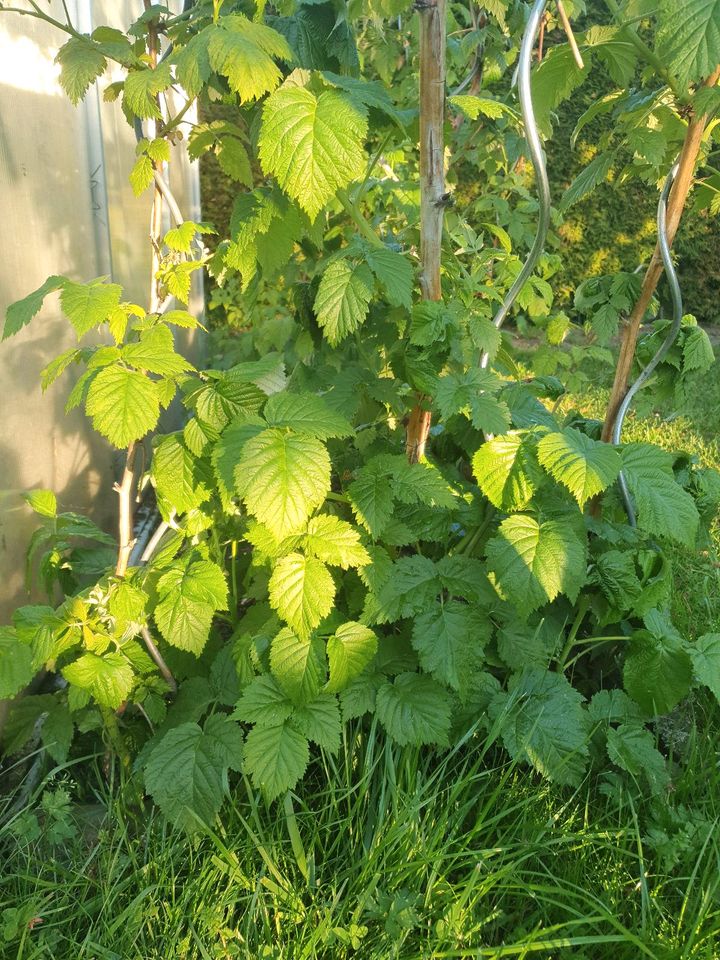 Himbeerpflanzen,Himbeere,Himbeeren späte gute Sorte,große Früchte in Röhrsdorf