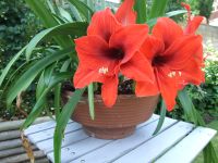 Amaryllis-Schale Mülheim - Köln Stammheim Vorschau