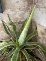 Selbstgezogene AGAVE Hessen - Naumburg  Vorschau