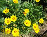 300 Samen Mädchenaugen Coreopsis lanceolata Sterntaler Bio Nordrhein-Westfalen - Viersen Vorschau