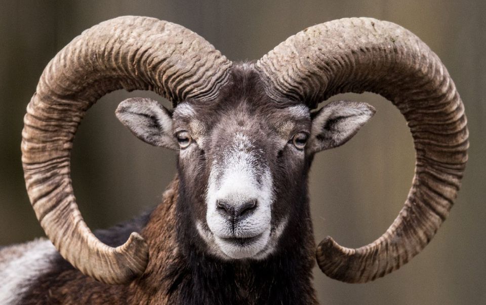 Wildgehege zu verpachten in Zell (Mosel)