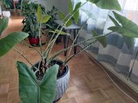 Große Zebrina Pflanze Bayern - Lindau Vorschau