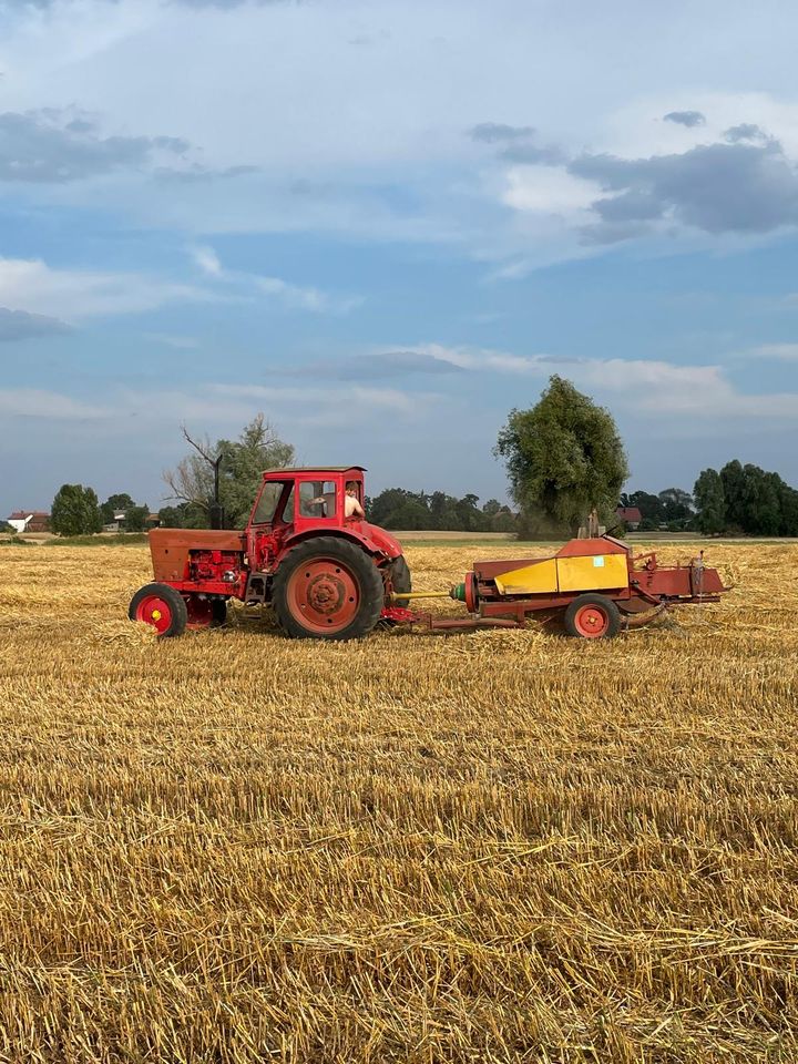 Belarus mts 50 in Bad Freienwalde