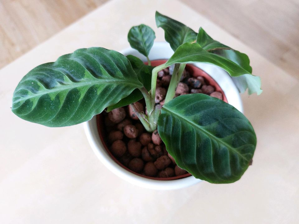 Calathea warscewiczii Korbmarante etablierte Pflanze in Hannover