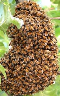 Bienenschwarm entdeckt? Bienentraube wilde Bienen Bienenvolk in Cuxhaven