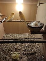 Kanarienvögel von 2023 Kanarien Vogel Nordrhein-Westfalen - Heinsberg Vorschau