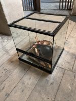 Terrarium Exoterra zu verkaufen 45x45 cm Sachsen-Anhalt - Halle Vorschau