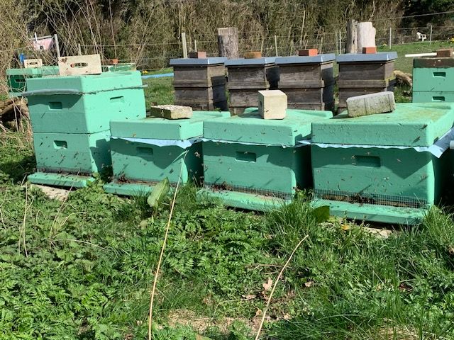 Bienenvolk/Ableger/Bienenvölker NUR NOCH BIS EINSCHLIEßL. 1. MAI! in Wangels