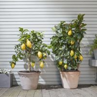 ✅NEU✅WOW Echter Zitronenbaum 80 - 100cm Zitrone Citrus Limon 3 Essen - Bredeney Vorschau