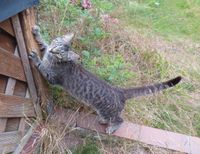 Silbergrau getigerter Jungkater Paul(i) in Lachendorf vermisst Niedersachsen - Lachendorf Vorschau