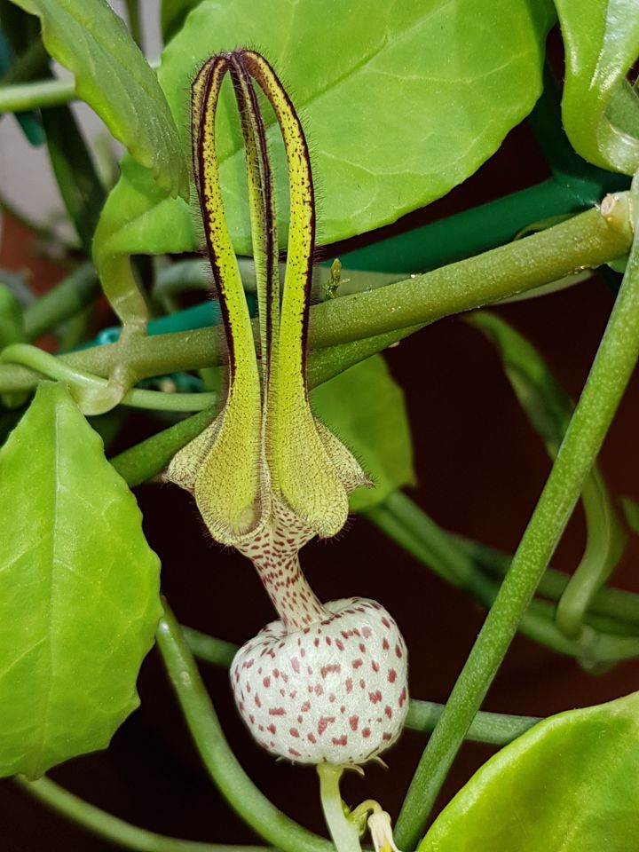 Ceropegia Haygarthii / Albisepta Robynsiana Steckling Ableger in Rain Lech