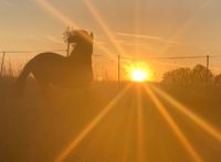 Pflegebeteiligung / Reitbeteiligung auf super lieben Pony Thüringen - Langenwetzendorf Vorschau