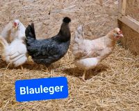 Blauleger Hühner Hennen Huhn Buntleger easteregger Rheinland-Pfalz - Niedert Vorschau