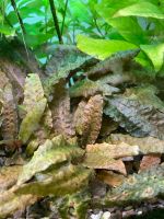 Cryptocoryne Bayern - Erding Vorschau