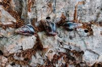 Limicolaria Flammea, Flammende Hausschnecke, Mini Achatschnecken Hessen - Rodgau Vorschau